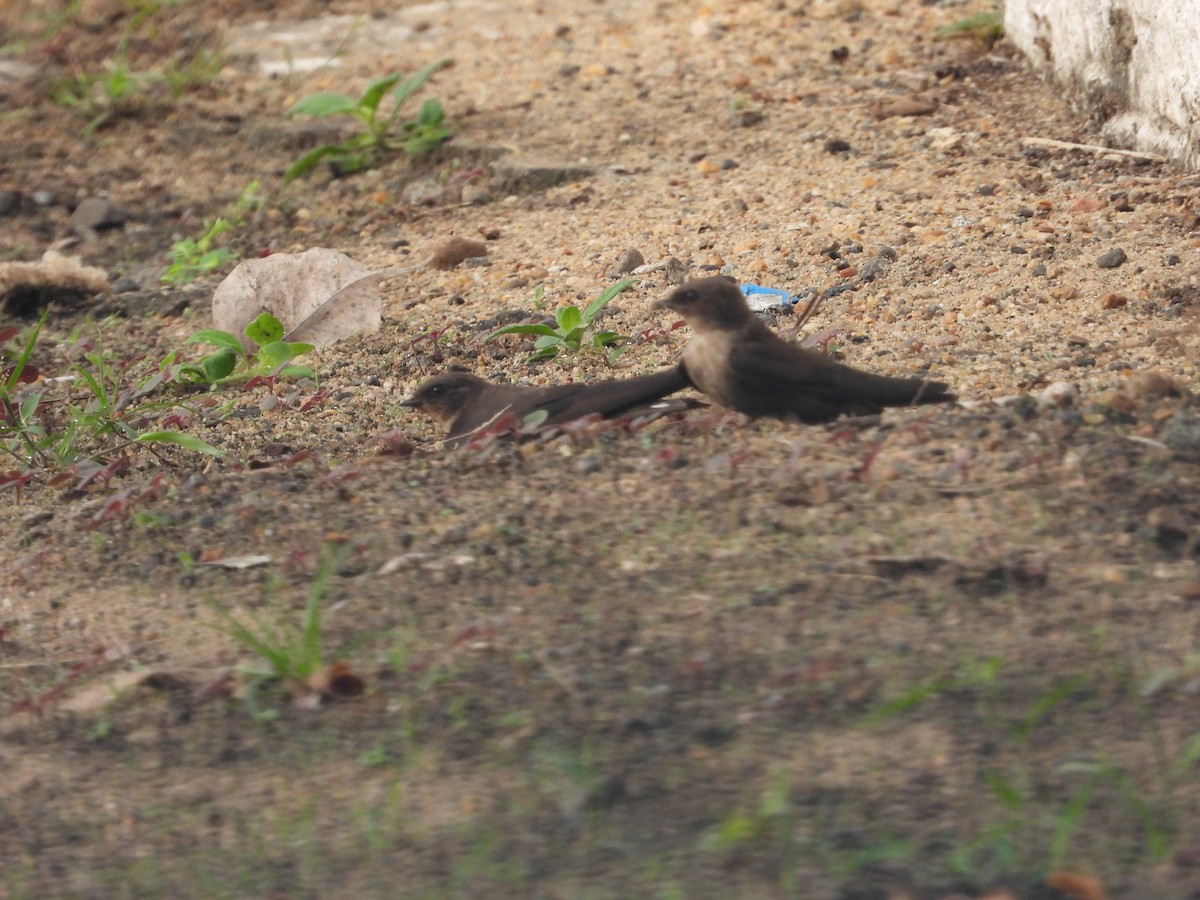 Dusky Crag-Martin - ML622736290