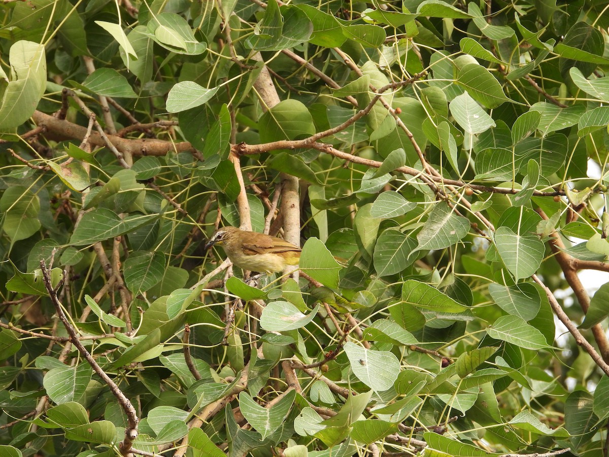 White-browed Bulbul - ML622736298