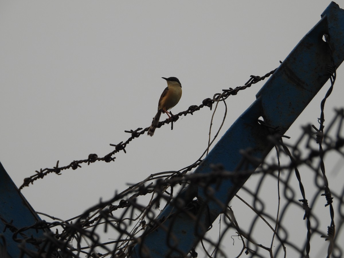 Ashy Prinia - ML622736306