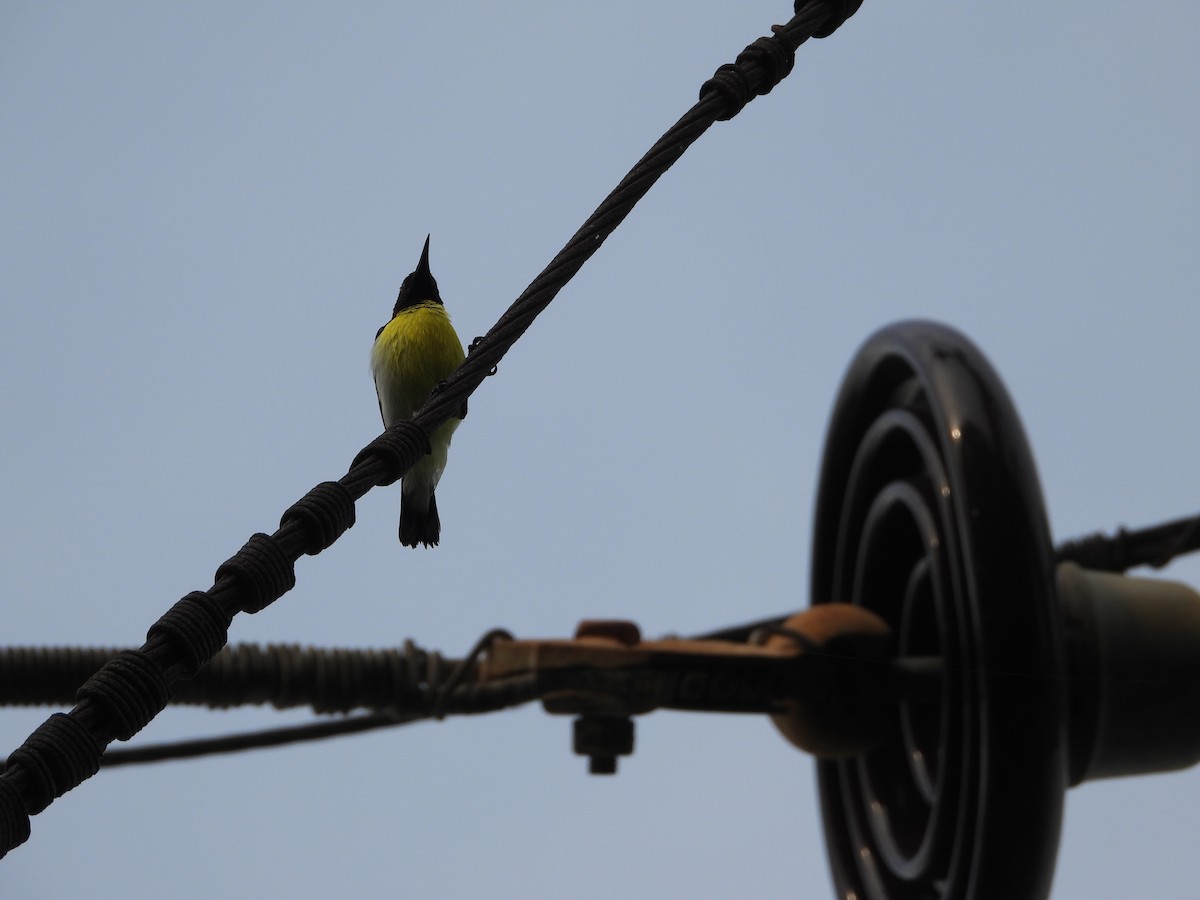 Purple-rumped Sunbird - ML622736311