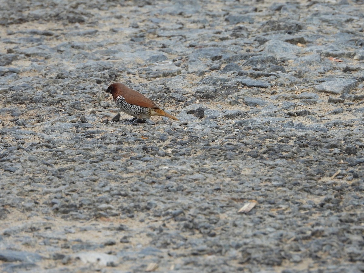 Munia pettosquamato - ML622736315