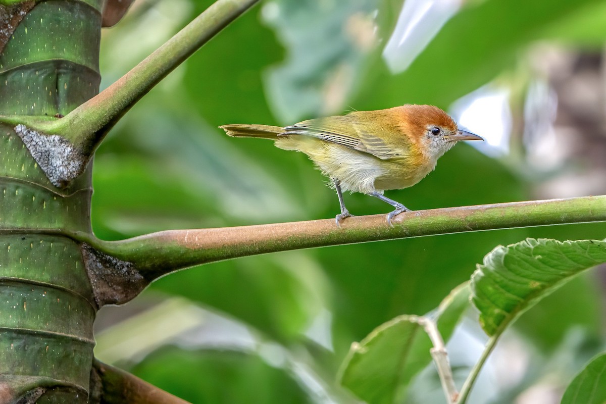 Rufous-naped Greenlet - ML622736323