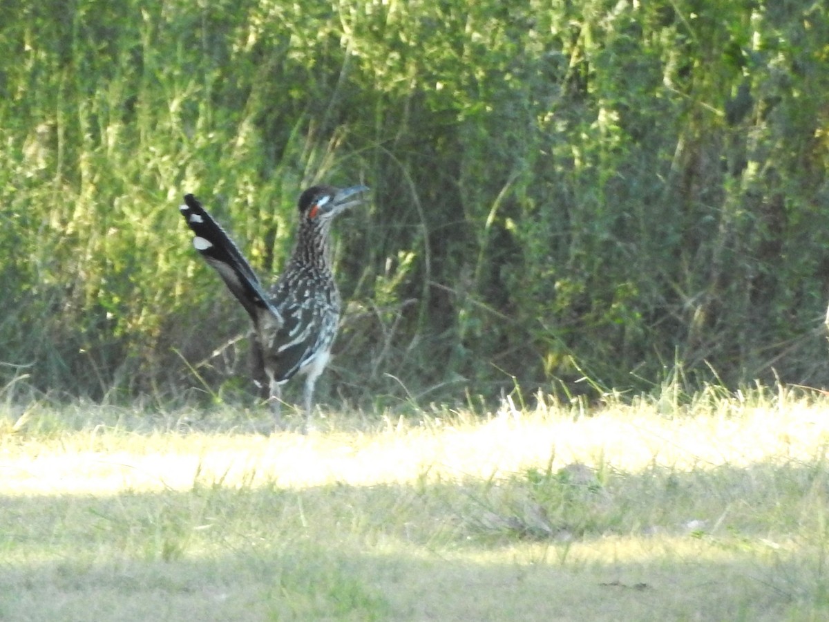 Greater Roadrunner - ML622736338