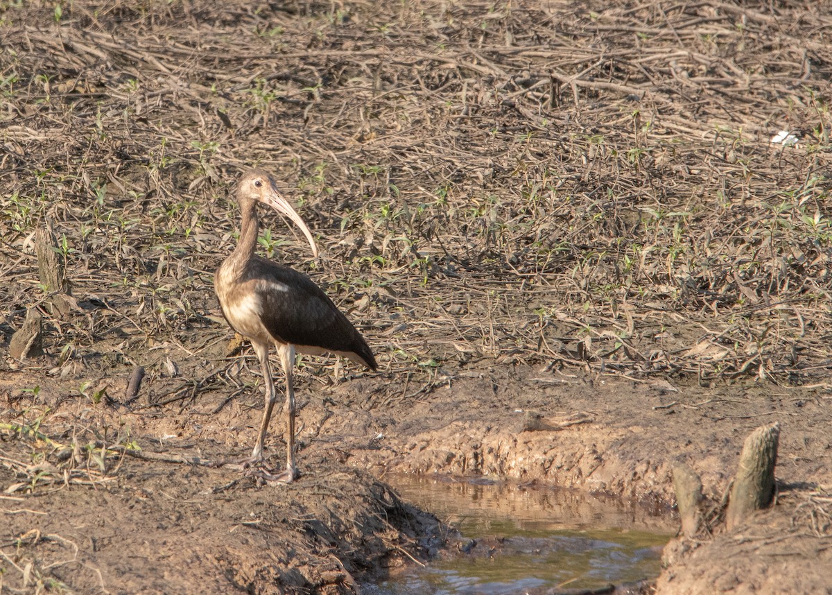 White Ibis - ML622736365