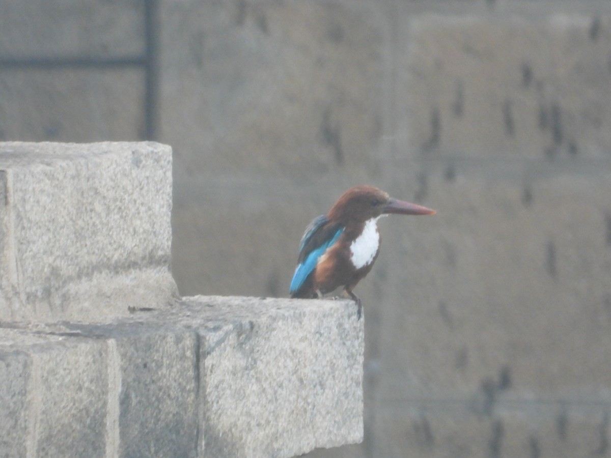 White-throated Kingfisher - ML622736370