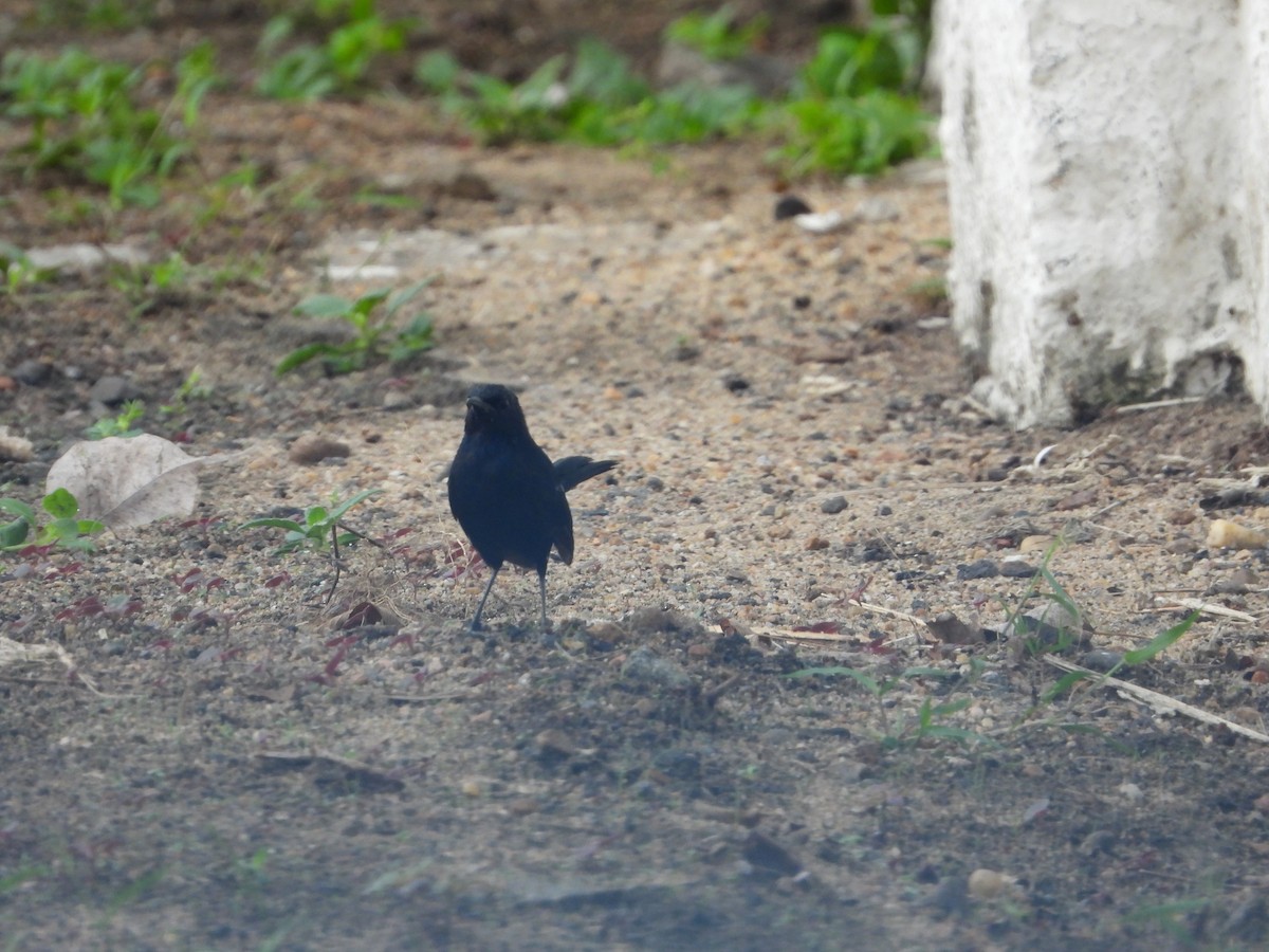 Indian Robin - ML622736434