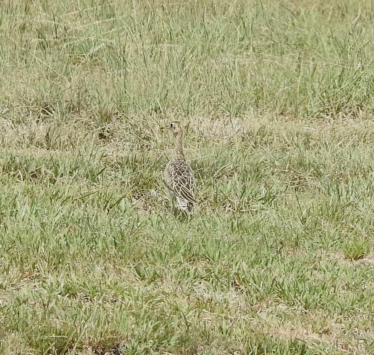 Upland Sandpiper - ML622736439