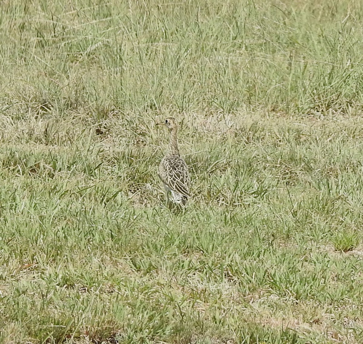 Upland Sandpiper - Carol Morgan