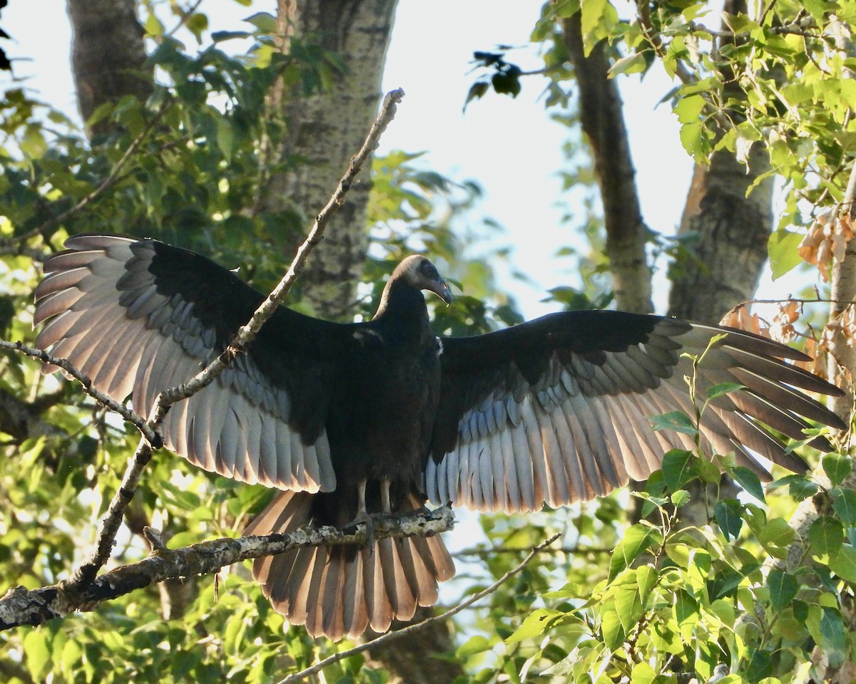 Turkey Vulture - ML622736441