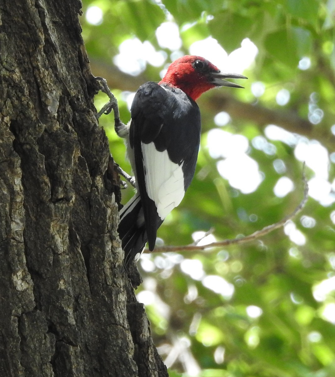 Red-headed Woodpecker - ML622736447