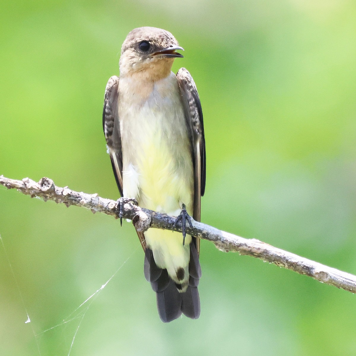 Southern Rough-winged Swallow - BIRDING BOLIVAR