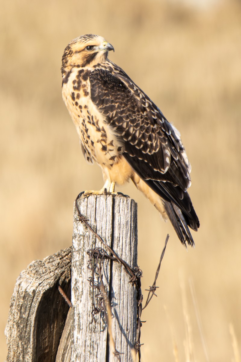 Swainson's Hawk - ML622736542