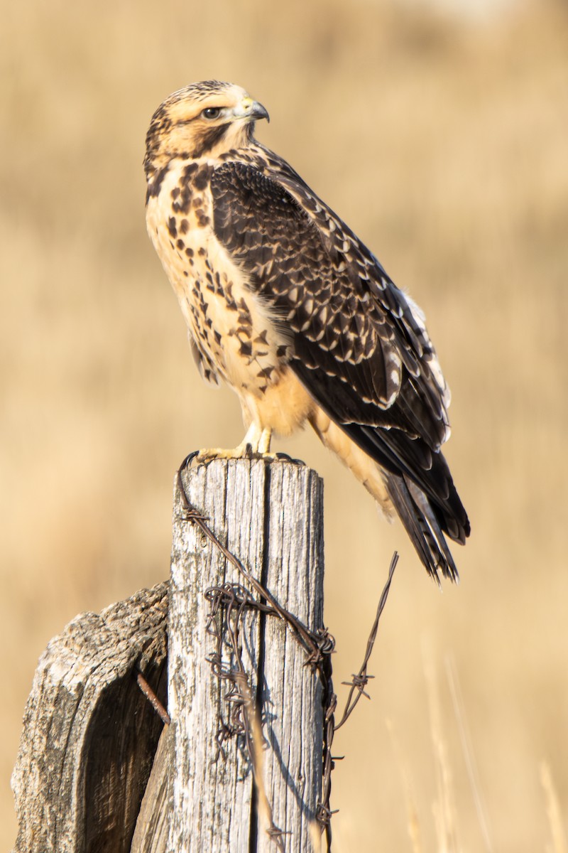 Swainson's Hawk - Jordie Braun