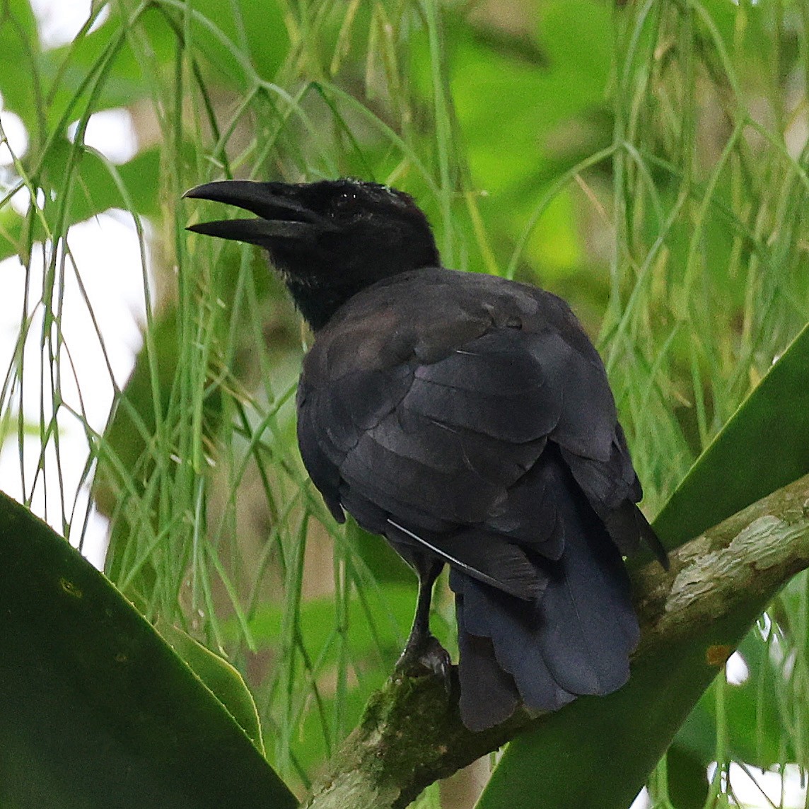 Jamaican Crow - ML622736544