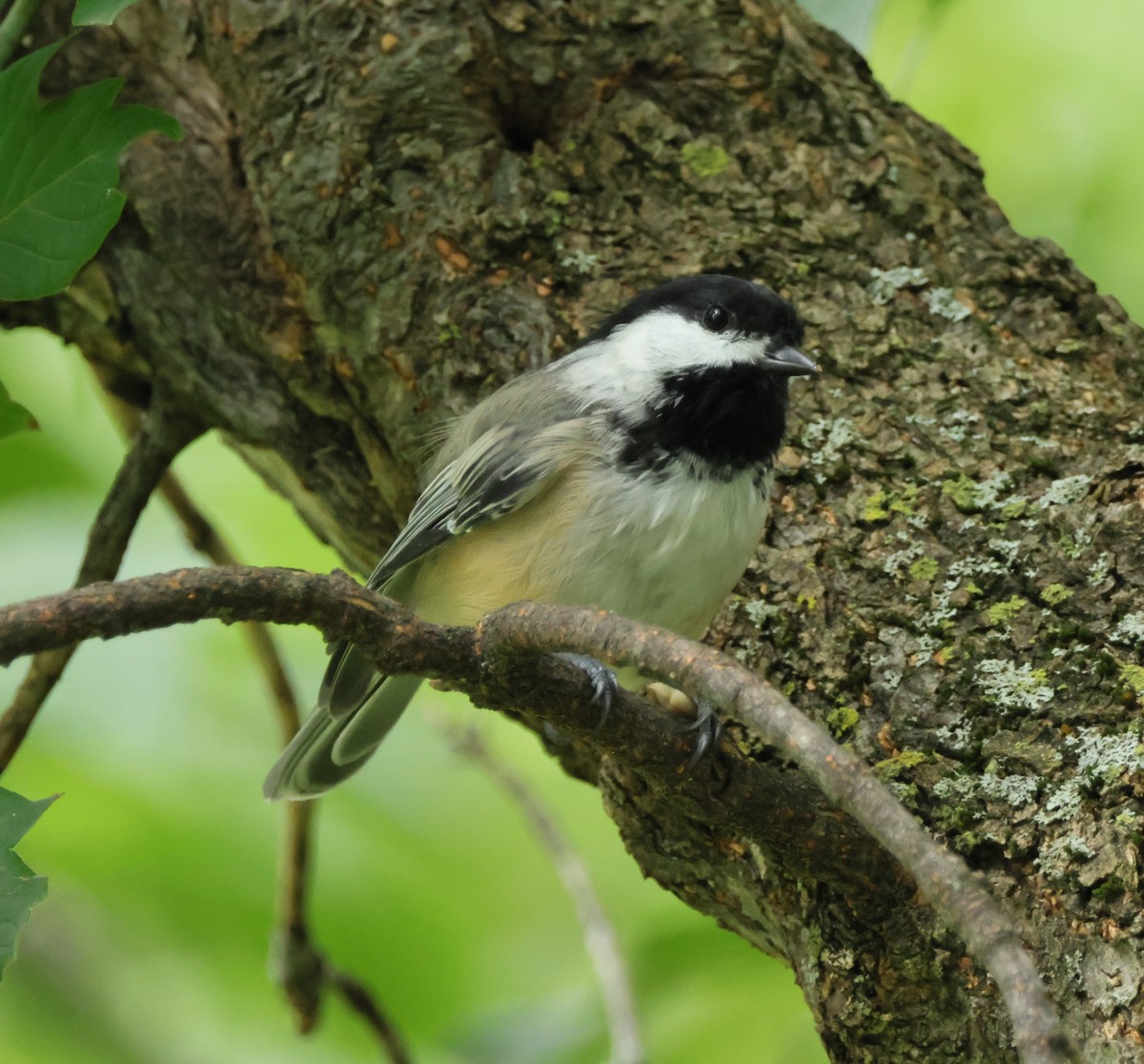 Black-capped Chickadee - ML622736556