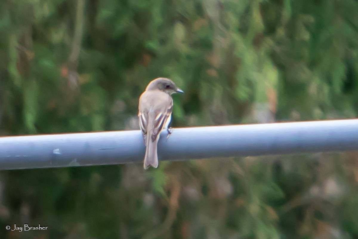 Eastern Phoebe - Jay Brasher