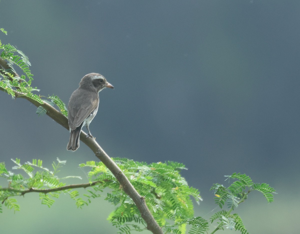 Common Woodshrike - ML622736635