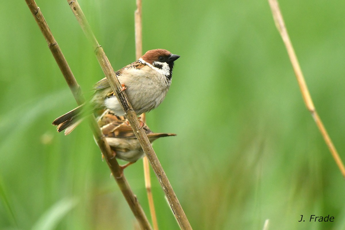 Eurasian Tree Sparrow - ML622736653