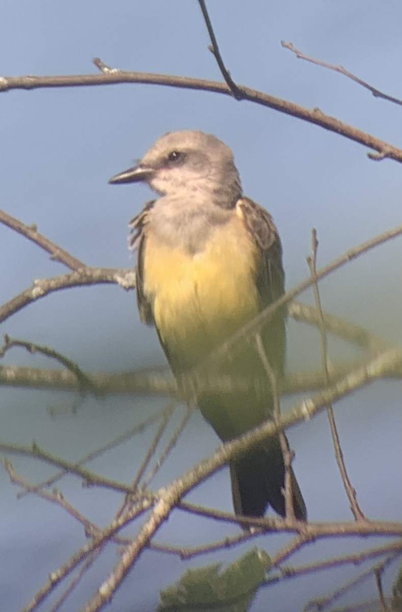 Western Kingbird - ML622736698