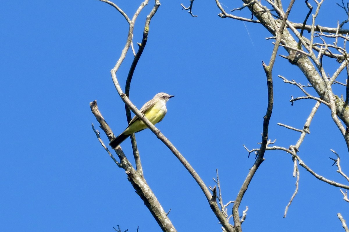 Western Kingbird - ML622736699