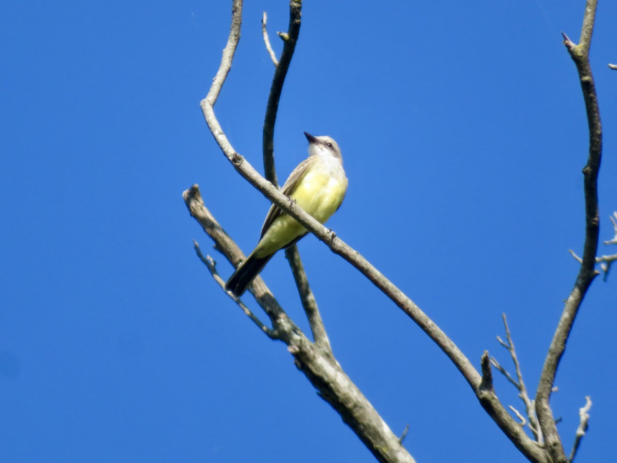 Western Kingbird - ML622736700