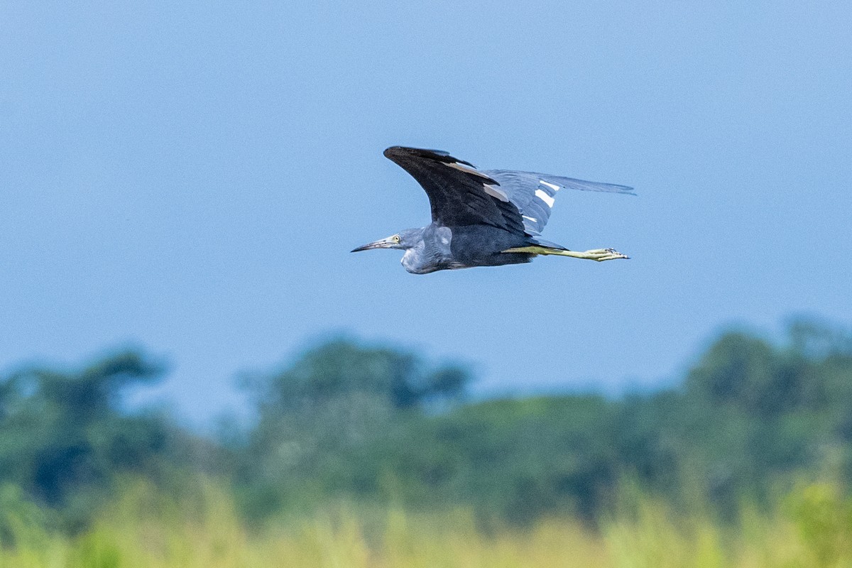 Little Blue Heron - ML622736708