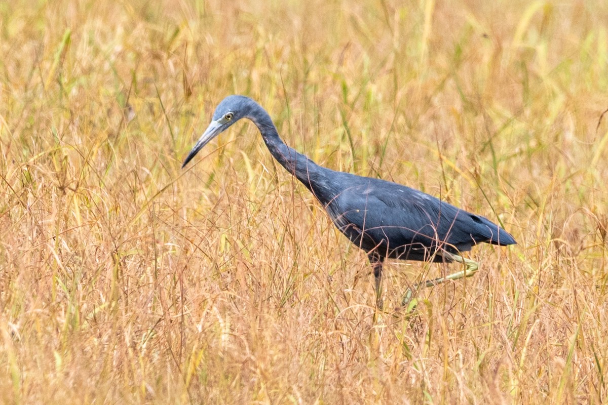 Little Blue Heron - ML622736788