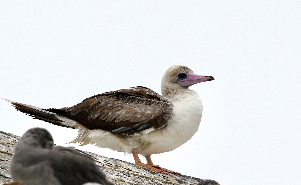 Red-footed Booby - ML622736790