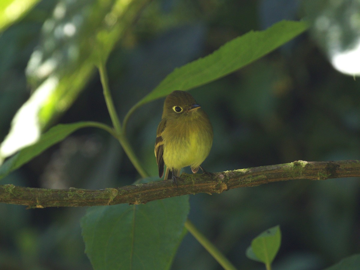 Yellowish Flycatcher - ML622736890