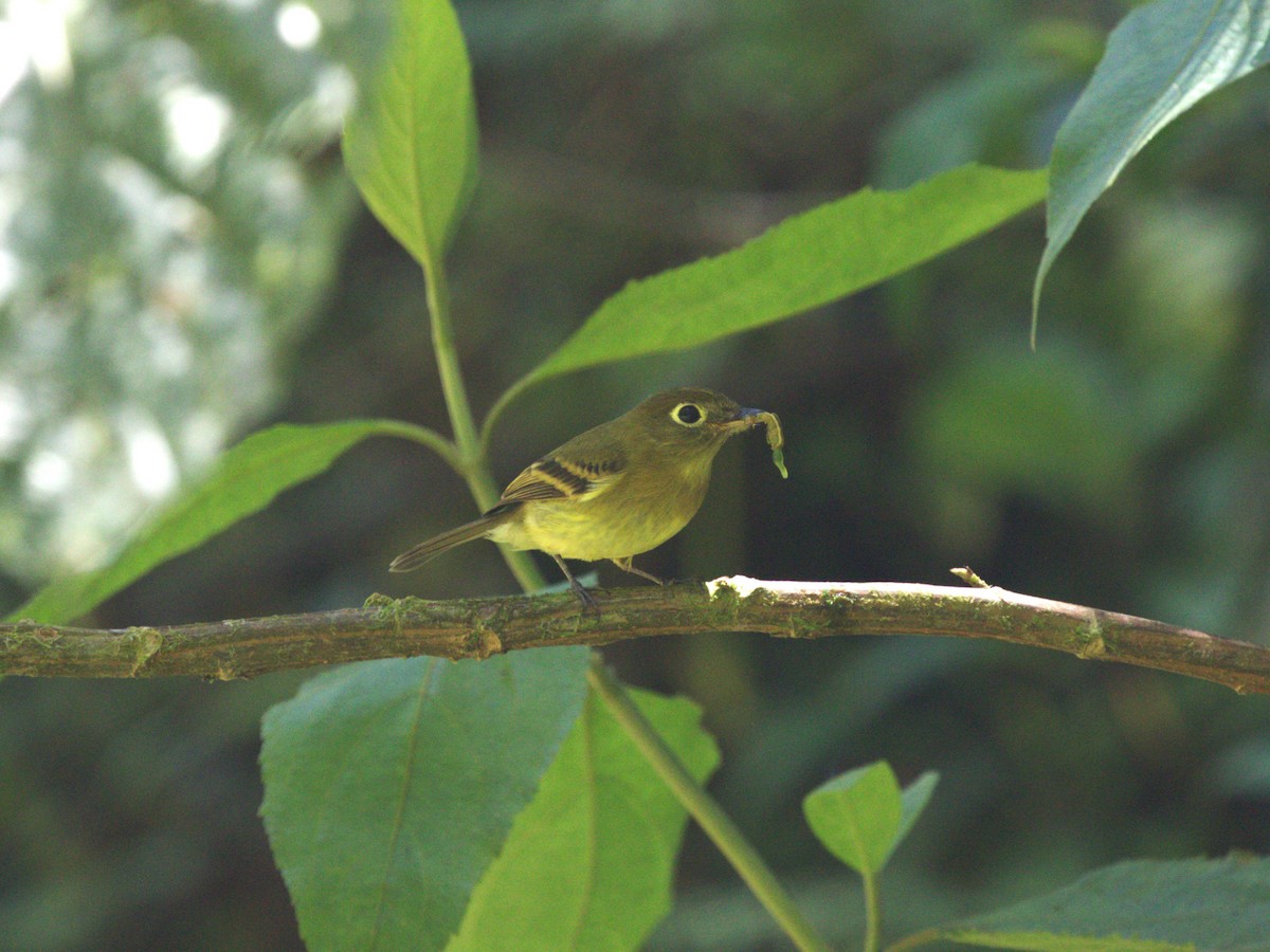 Yellowish Flycatcher - ML622736891