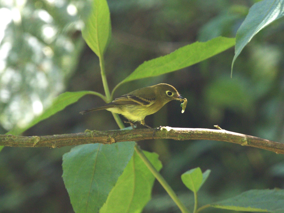 Yellowish Flycatcher - ML622736892