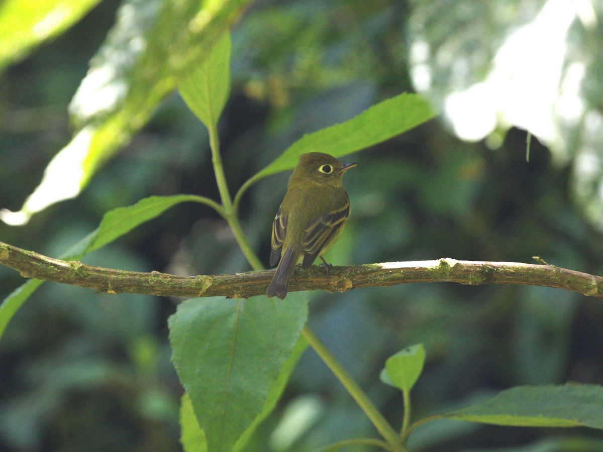 Yellowish Flycatcher - ML622736893