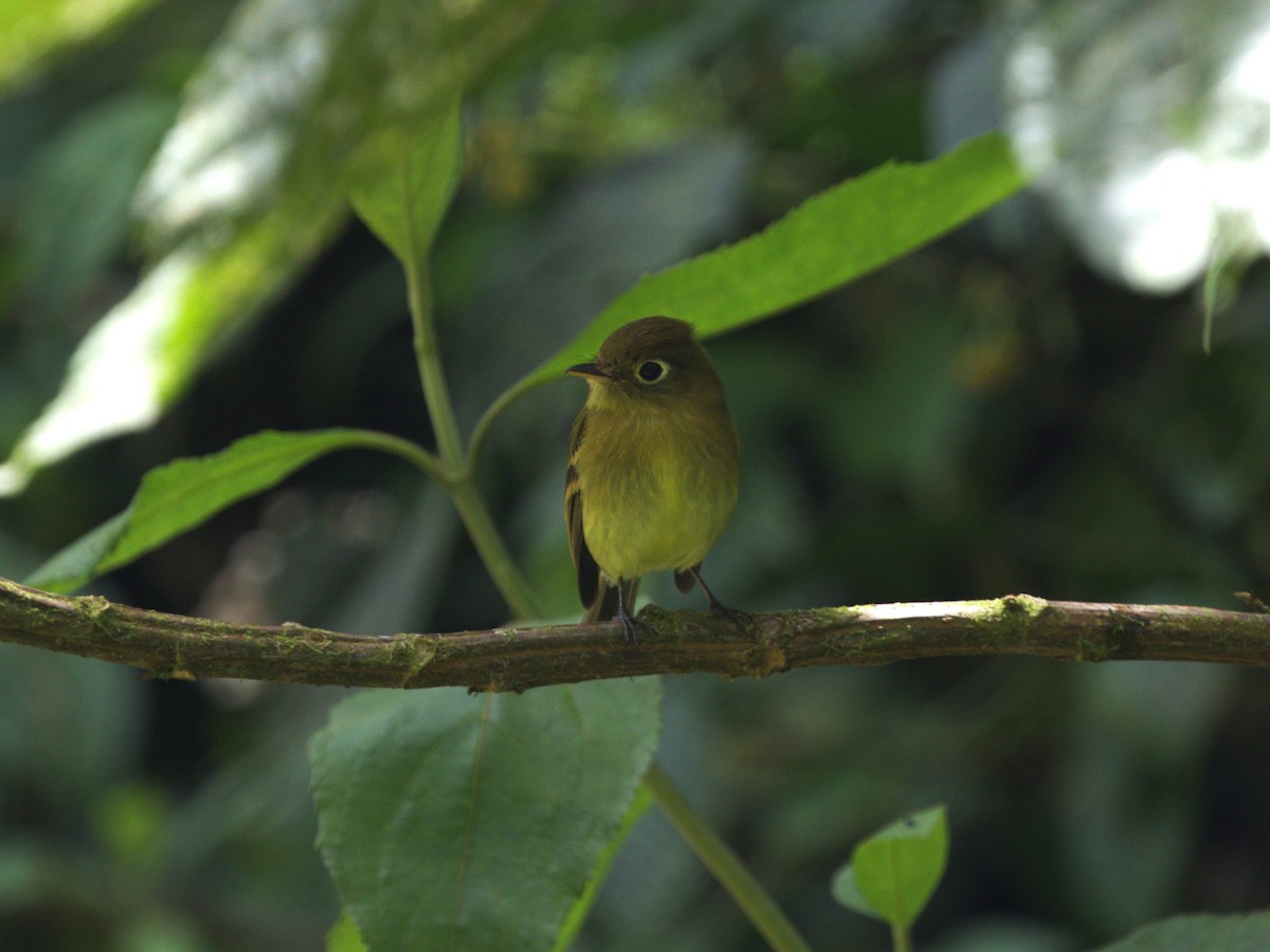 Yellowish Flycatcher - Menachem Goldstein