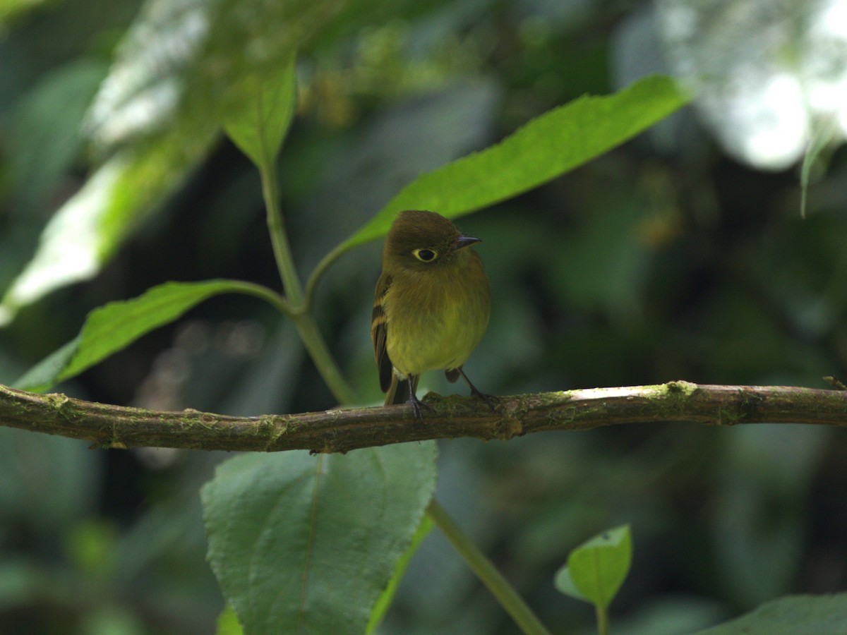 Yellowish Flycatcher - ML622736896