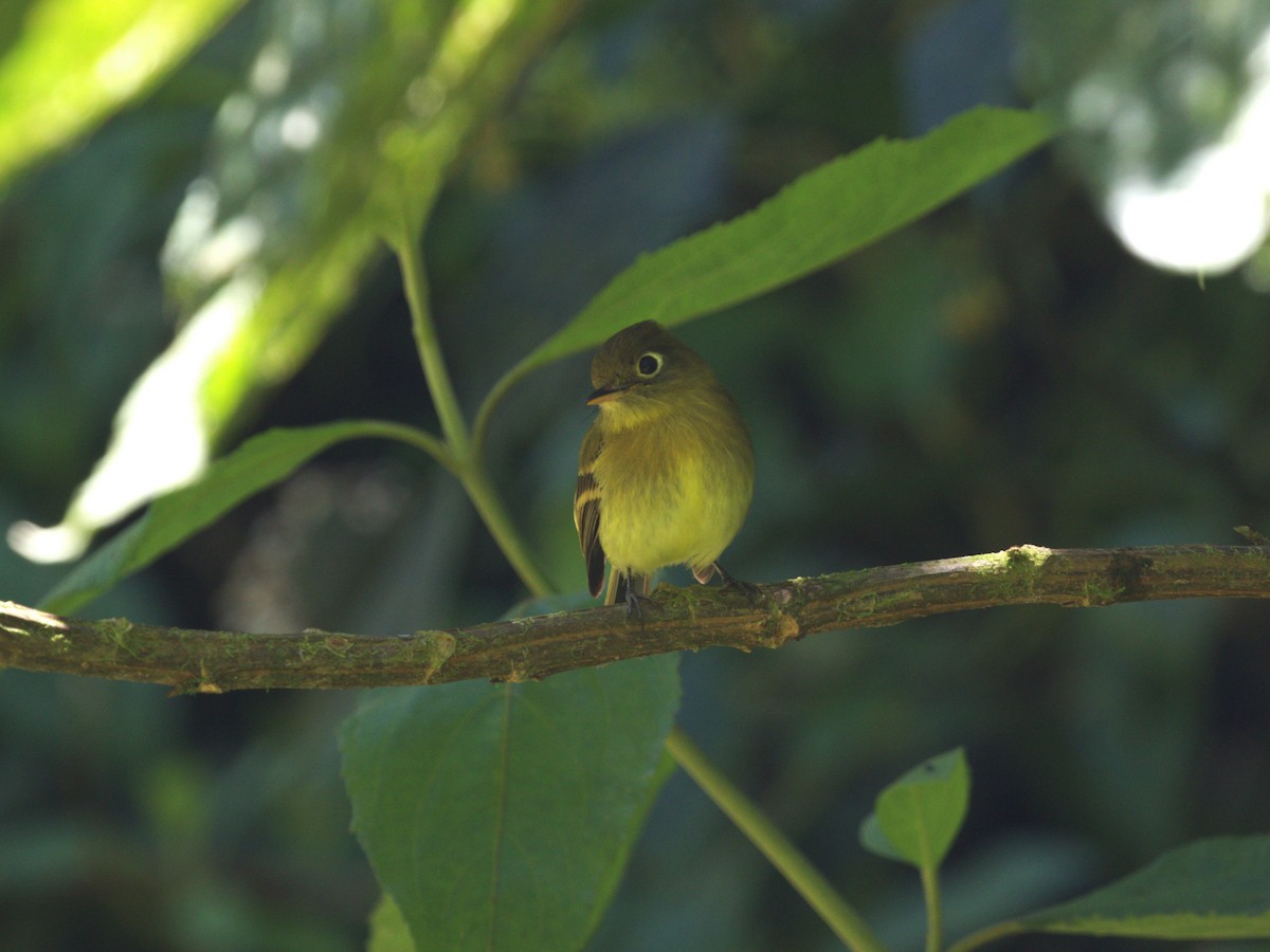 Yellowish Flycatcher - ML622736897