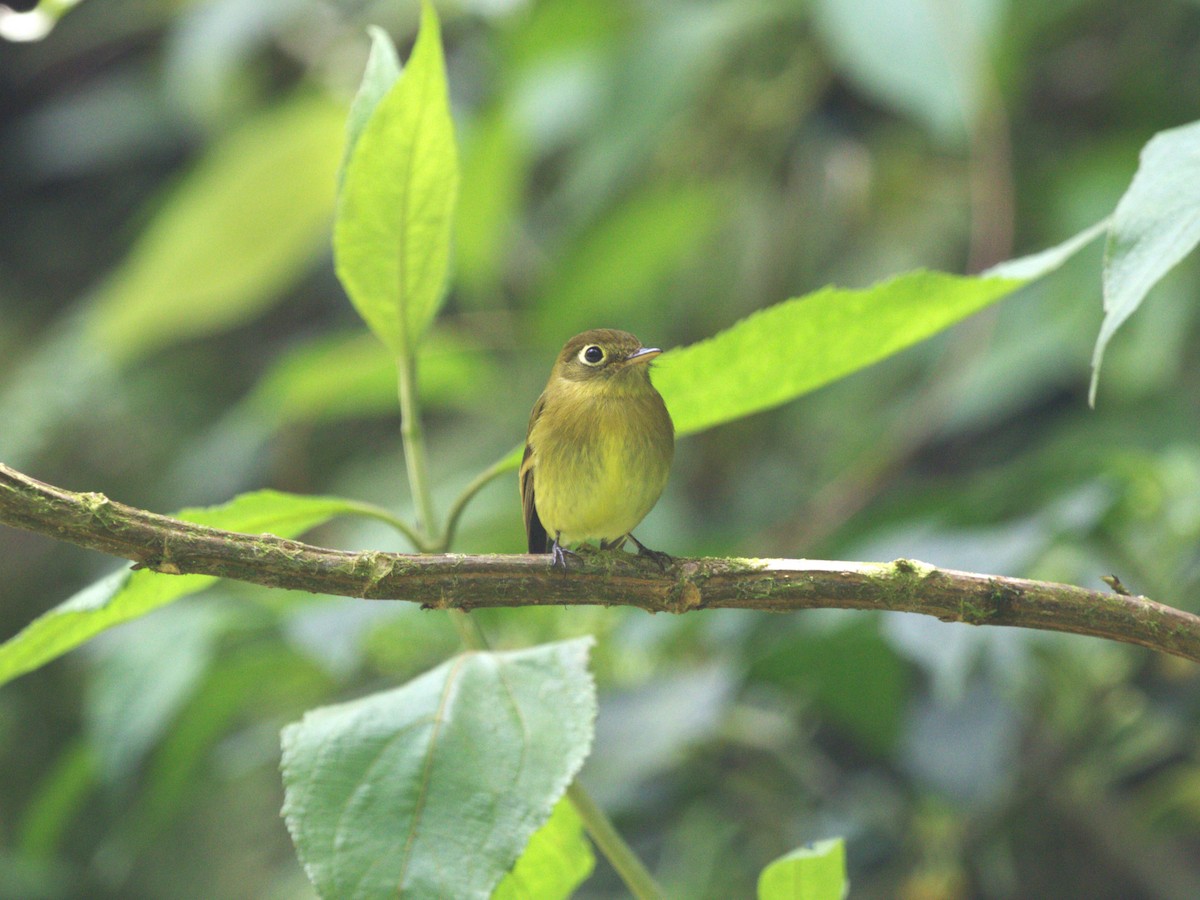 Yellowish Flycatcher - ML622736898