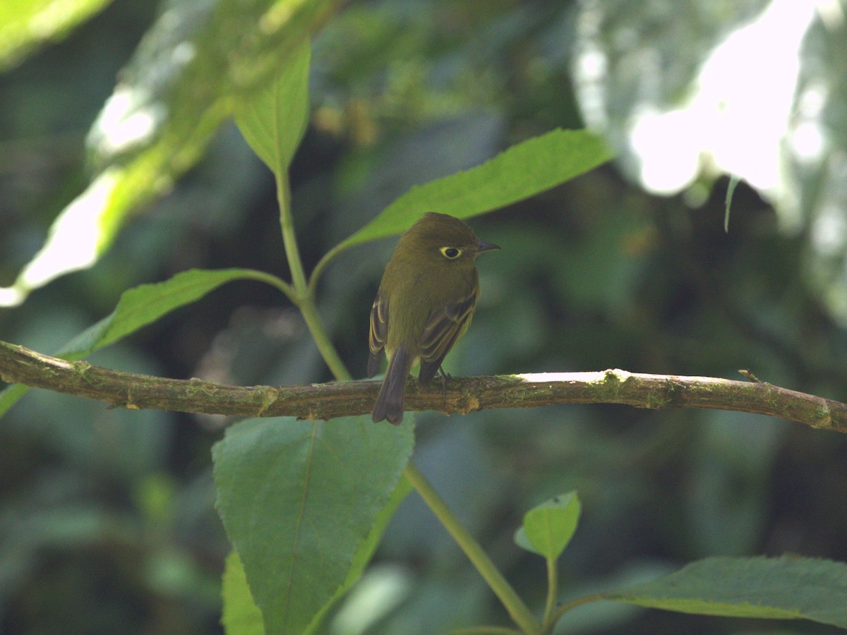 Yellowish Flycatcher - ML622736899