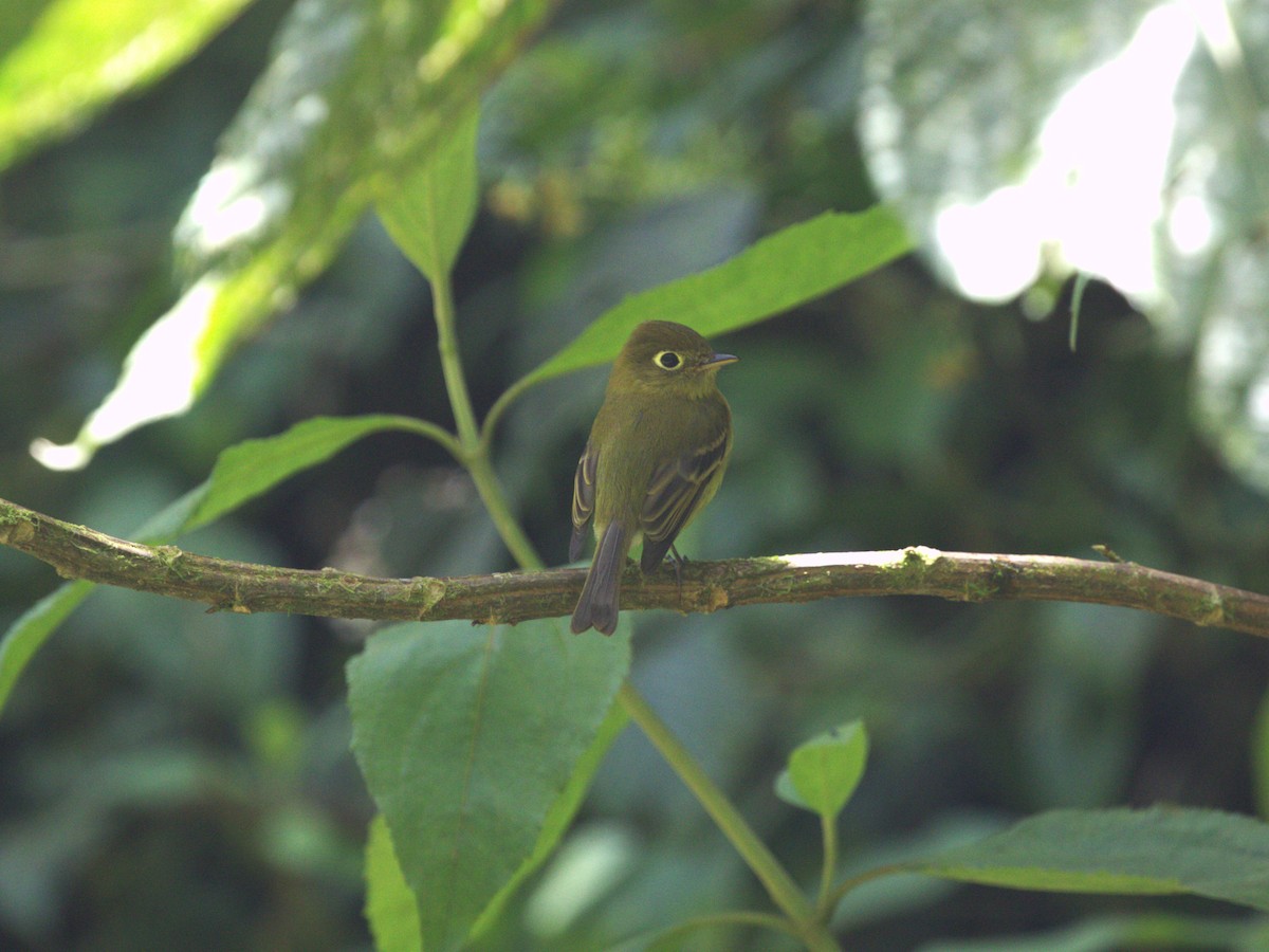 Yellowish Flycatcher - ML622736900