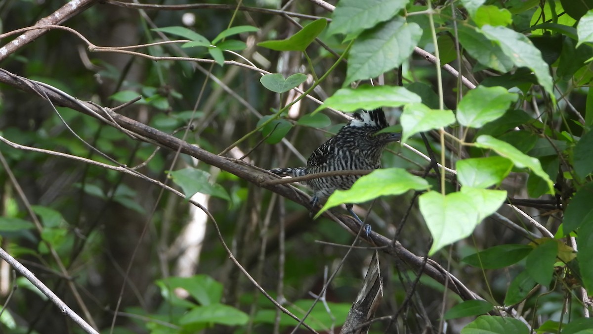 Barred Antshrike - Angel Castillo Birdwatching Guide