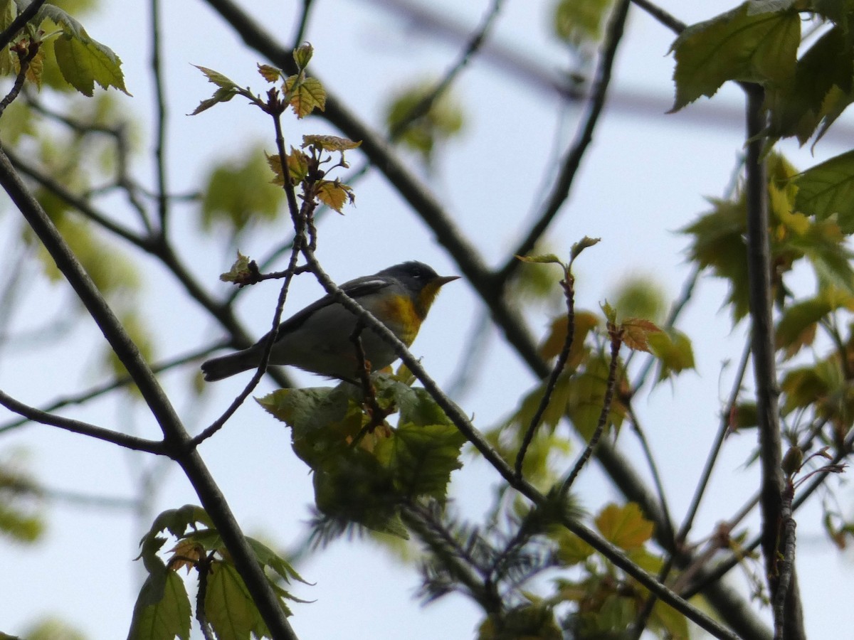 Northern Parula - ML622736933