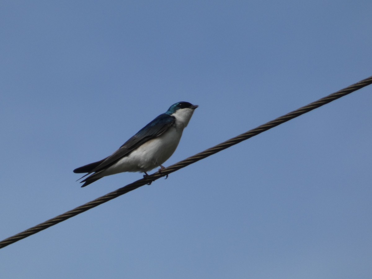 Tree Swallow - ML622736939