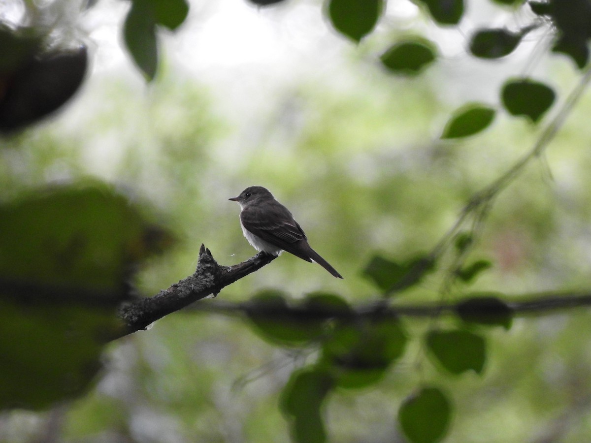 Eastern Wood-Pewee - Susan Podlogar