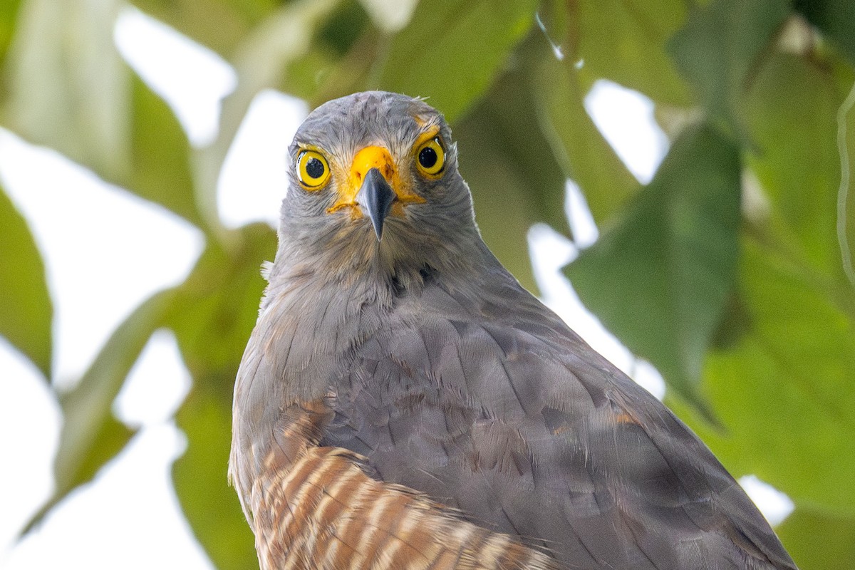 Roadside Hawk - ML622736986