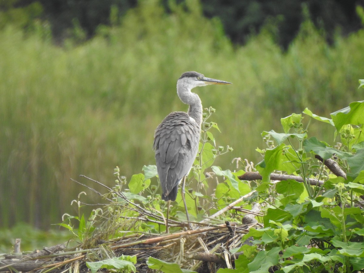 Great Blue Heron - ML622736995