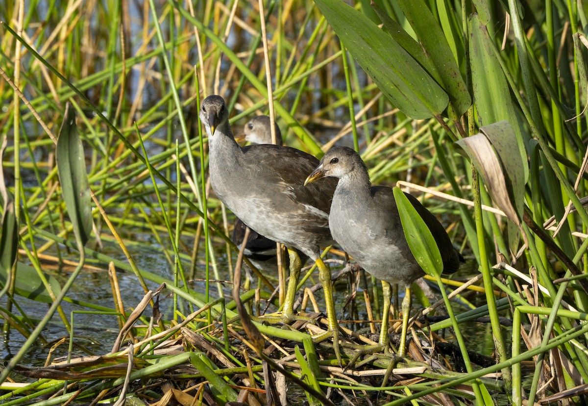 Common Gallinule - ML622737003