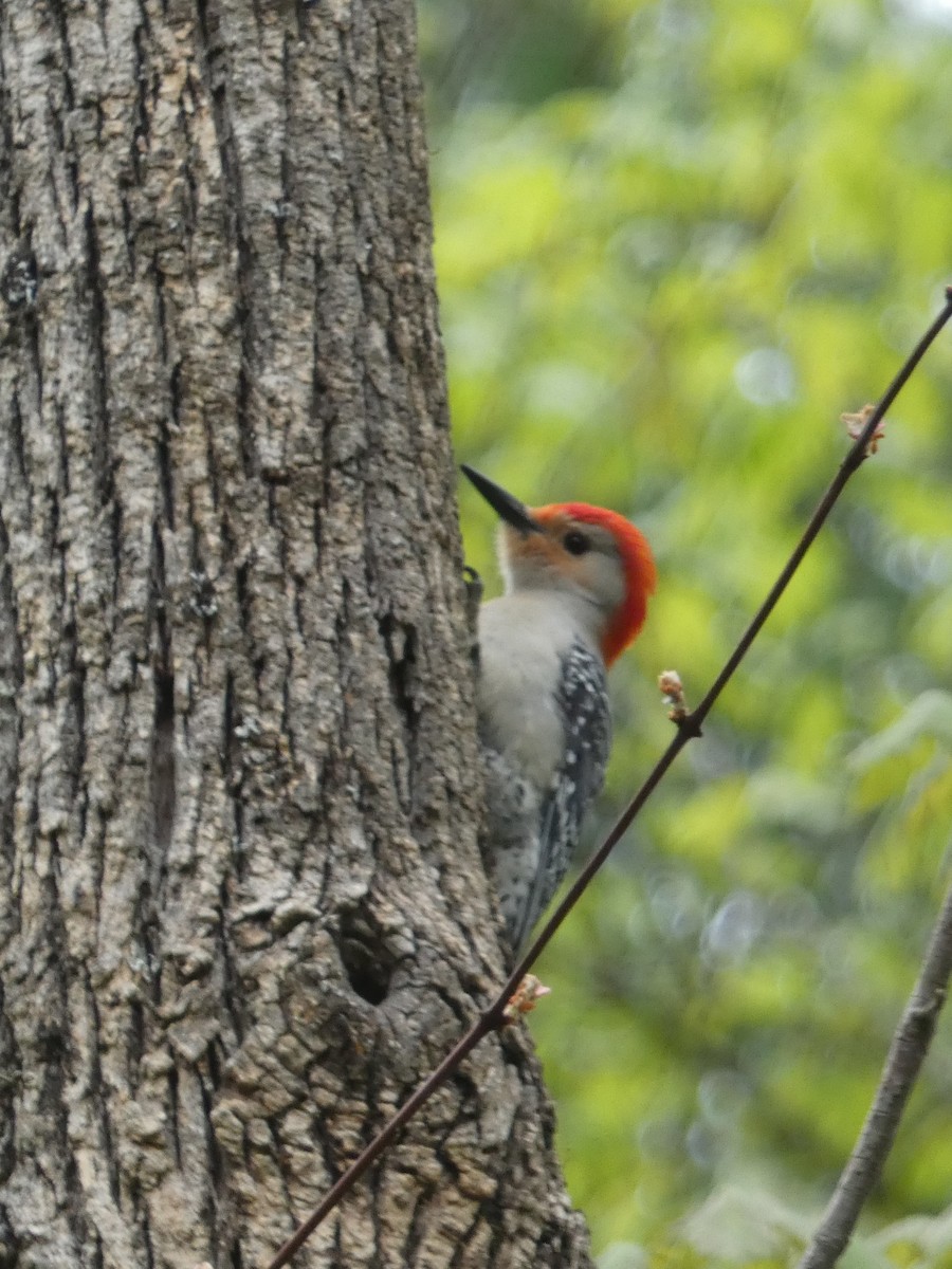 Red-bellied Woodpecker - ML622737005