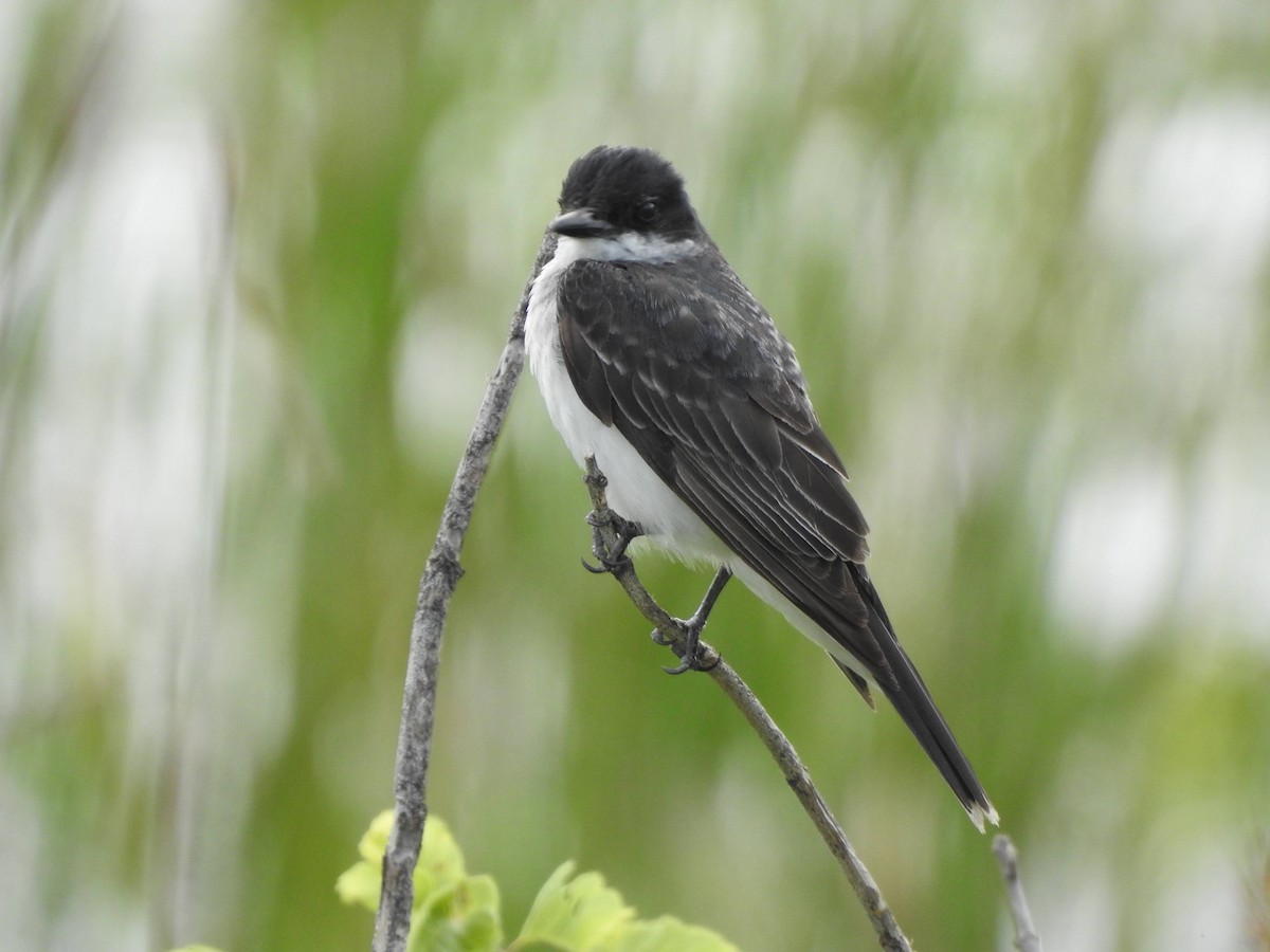 Eastern Kingbird - ML622737008