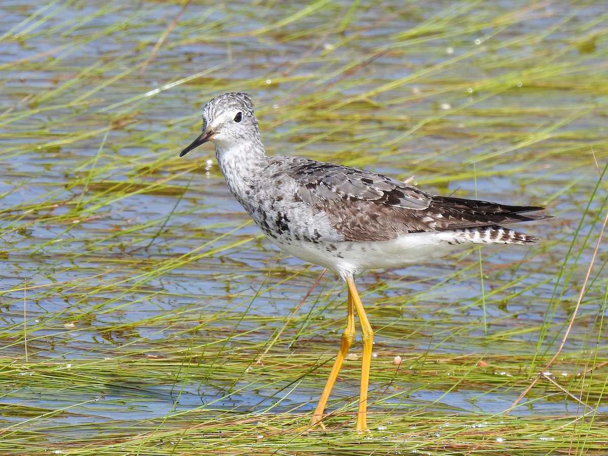 Lesser Yellowlegs - Betsy McCully