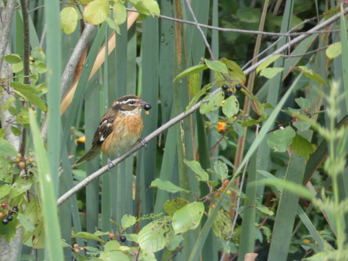 Rose-breasted Grosbeak - ML622737117