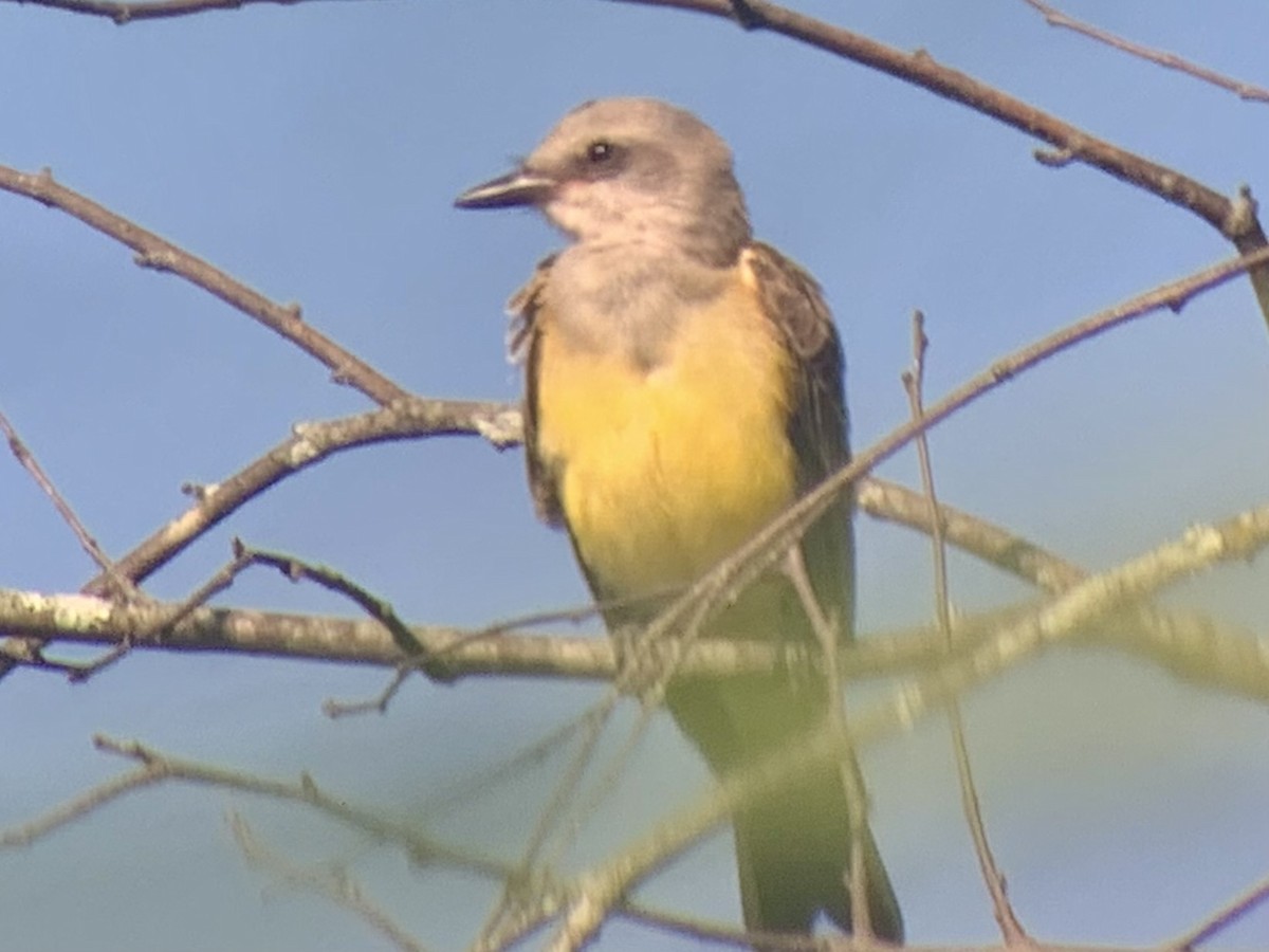 Western Kingbird - ML622737121